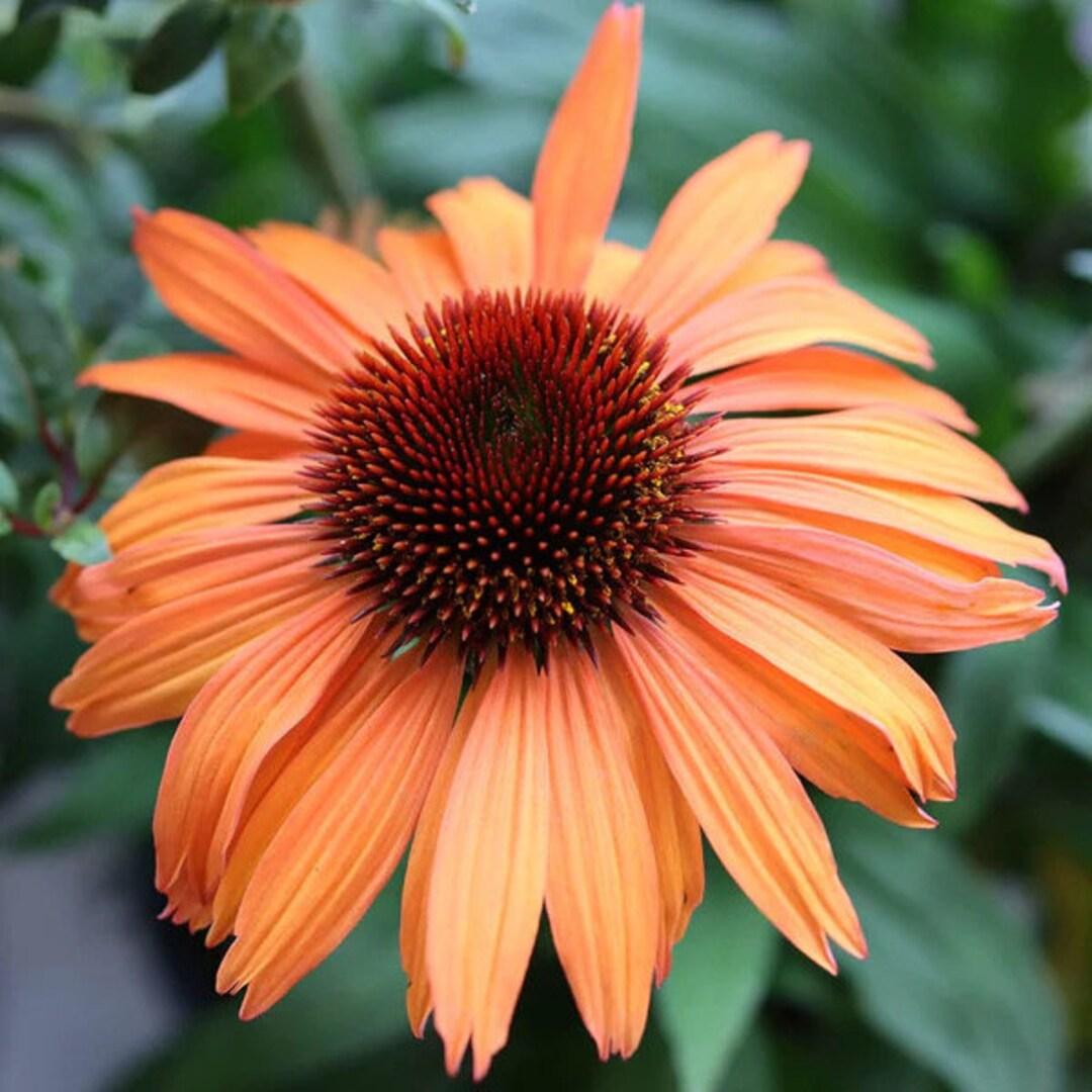 Echinacea Prairie Blaze Golden Yellow - View 18 from www redcrocus com