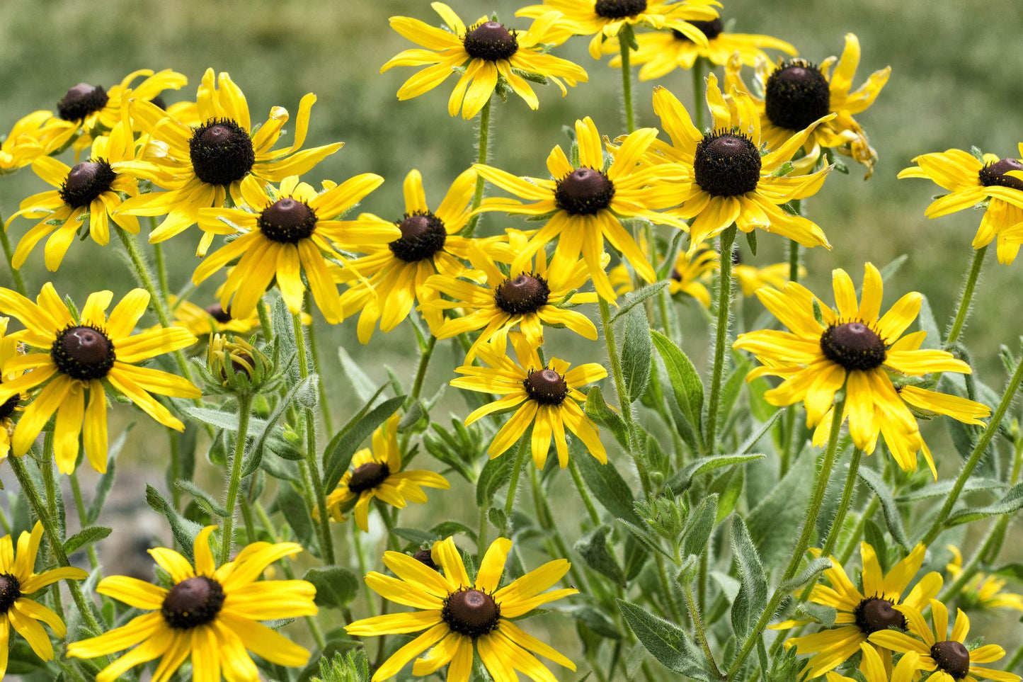 Echinacea Prairie Blaze Golden Yellow - View 19 from www redcrocus com