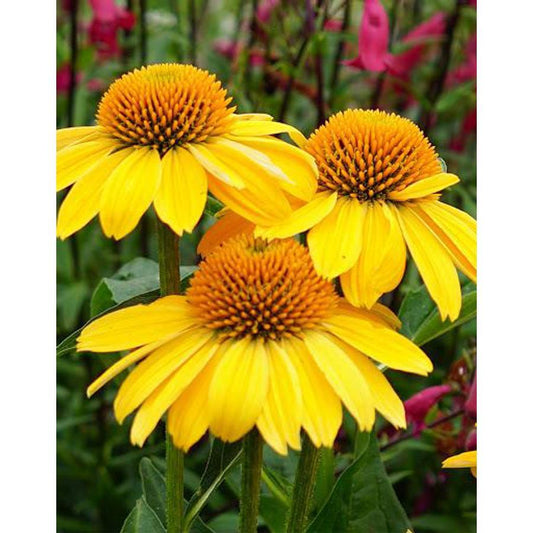 Echinacea Prairie Blaze Golden Yellow - View 1 from www redcrocus com