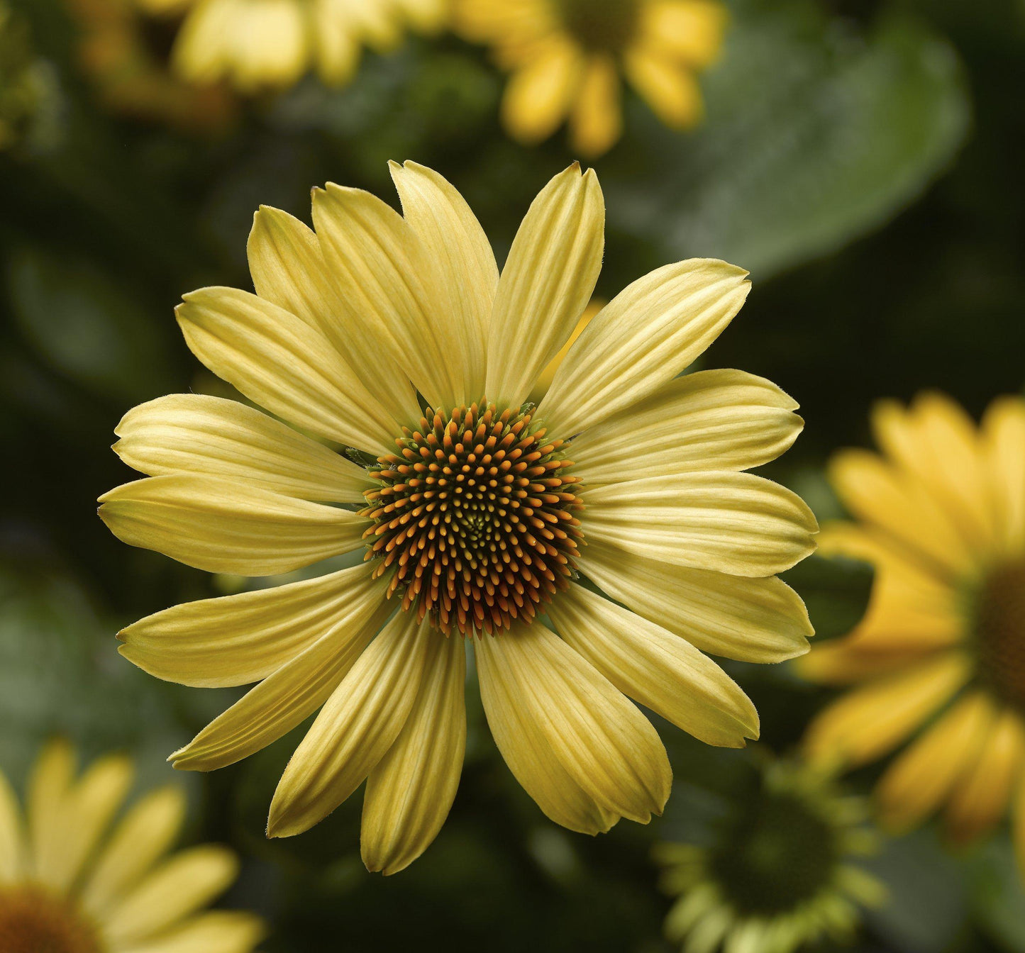 Echinacea Prairie Blaze Golden Yellow - View 2 from www redcrocus com