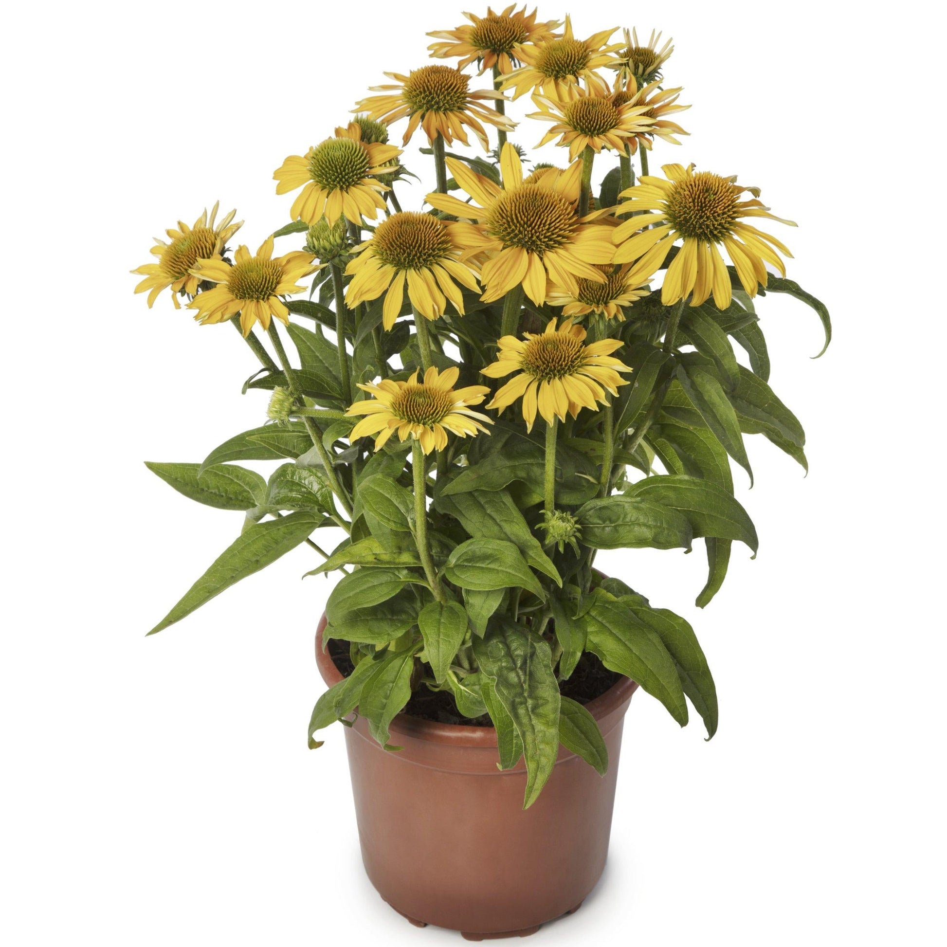 Echinacea Prairie Blaze Golden Yellow - View 3 from www redcrocus com