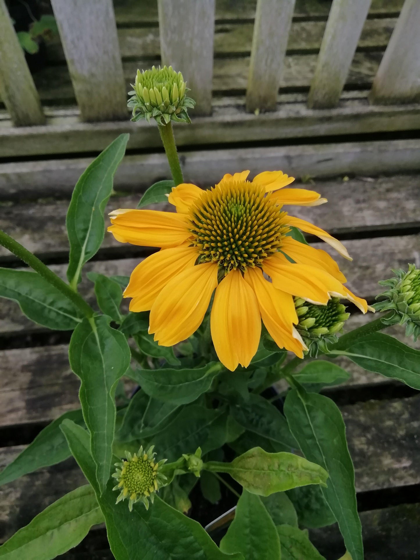 Echinacea Prairie Blaze Golden Yellow - View 4 from www redcrocus com