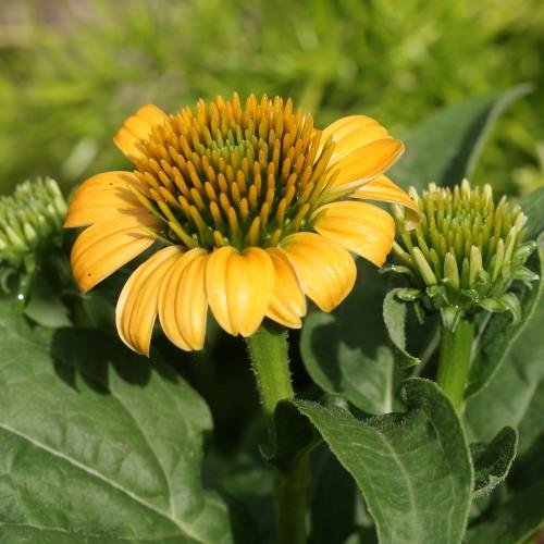 Echinacea Prairie Blaze Golden Yellow - View 5 from www redcrocus com