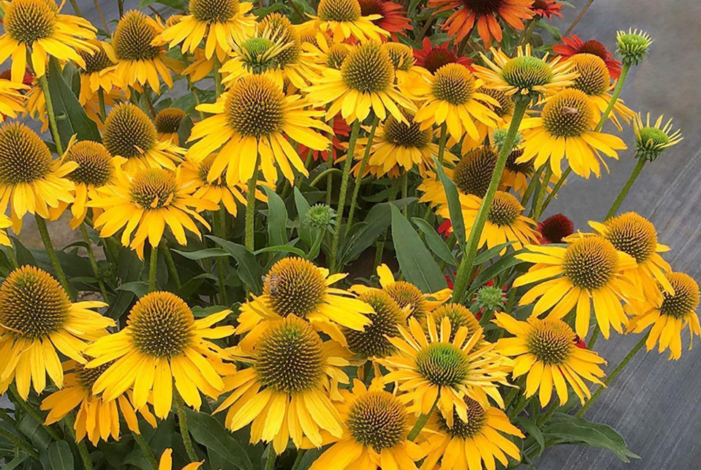 Echinacea Prairie Blaze Golden Yellow - View 6 from www redcrocus com