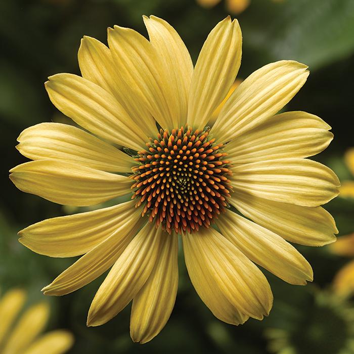 Echinacea Prairie Blaze Golden Yellow - View 7 from www redcrocus com