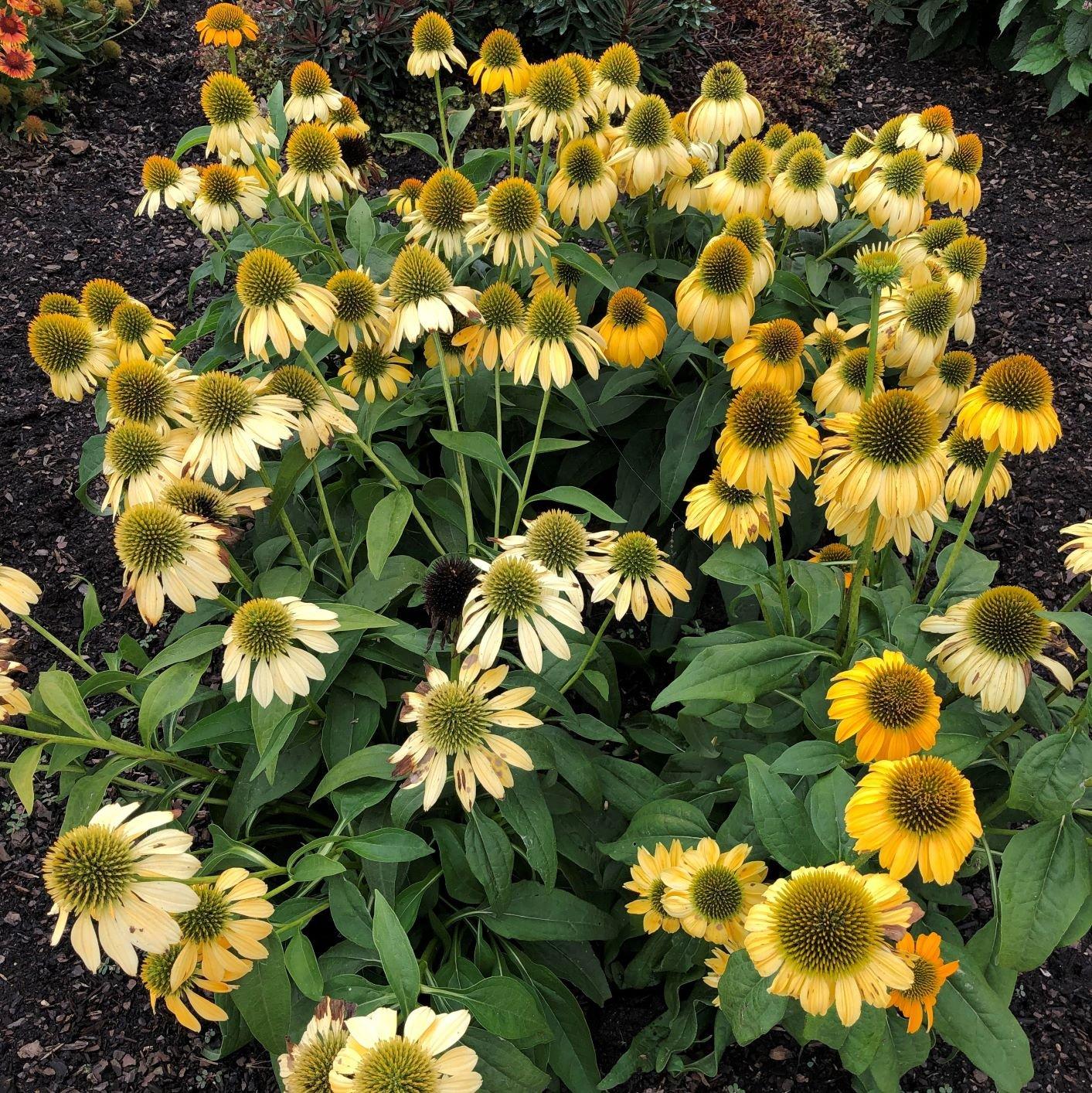Echinacea Prairie Blaze Golden Yellow - View 8 from www redcrocus com