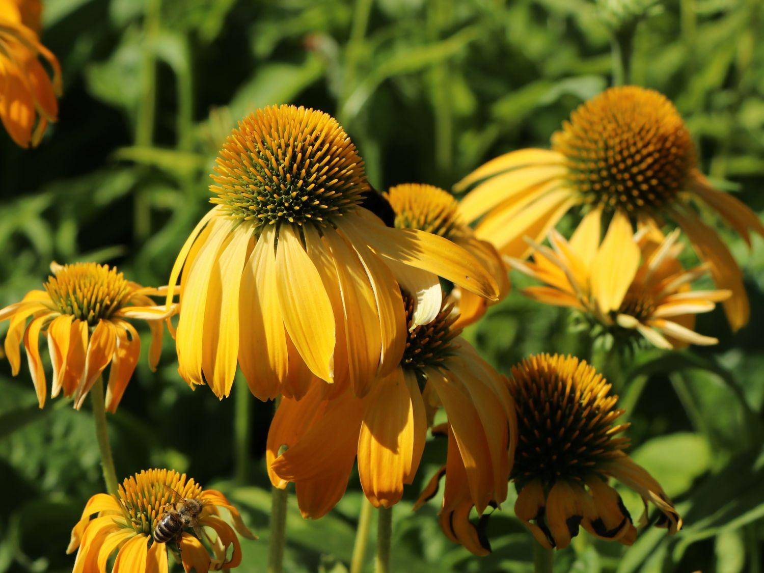 Echinacea Prairie Blaze Golden Yellow - View 9 from www redcrocus com