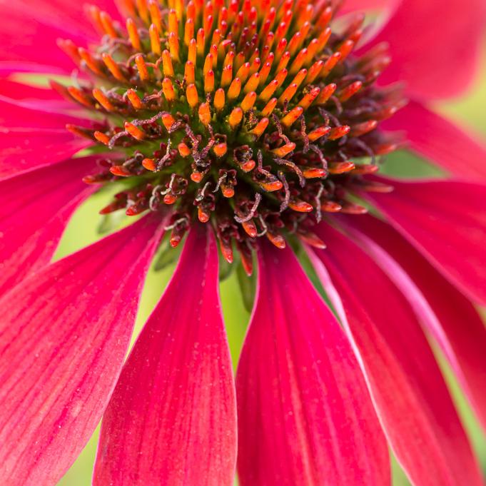 Echinacea Prairie Blaze Orange Sunset - View 10 from www redcrocus com