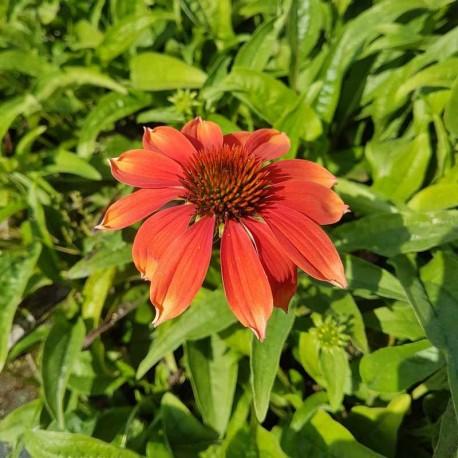 Echinacea Prairie Blaze Orange Sunset - View 11 from www redcrocus com