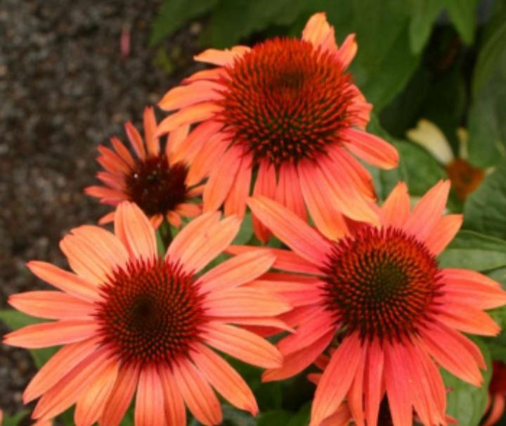 Echinacea Prairie Blaze Orange Sunset - View 13 from www redcrocus com