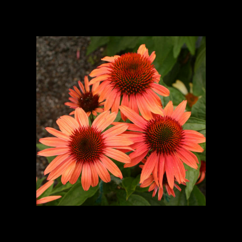 Echinacea Prairie Blaze Orange Sunset - View 14 from www redcrocus com