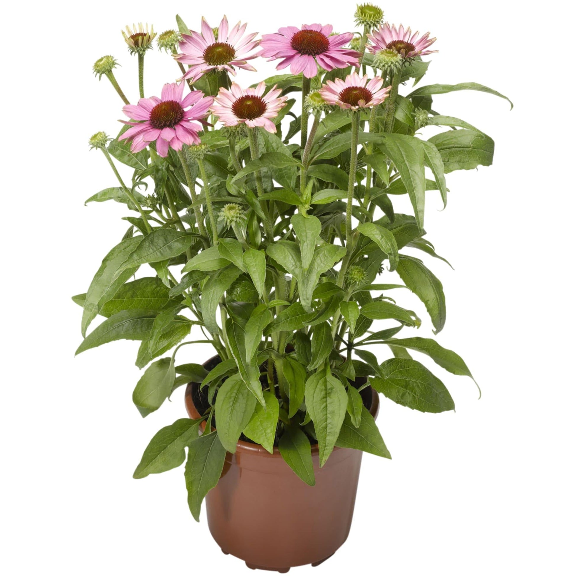 Echinacea Prairie Blaze Orange Sunset - View 15 from www redcrocus com