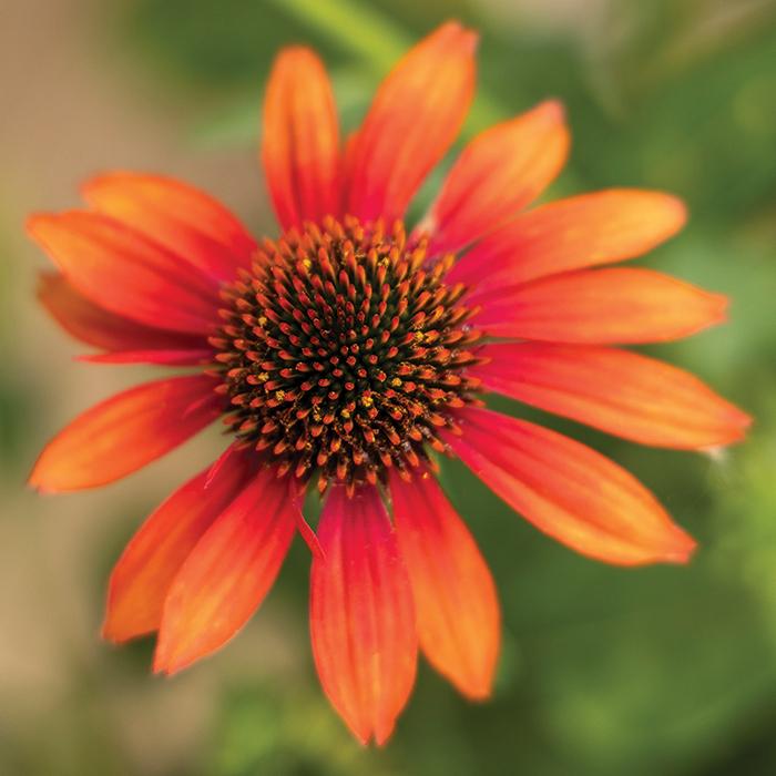 Echinacea Prairie Blaze Orange Sunset - View 16 from www redcrocus com