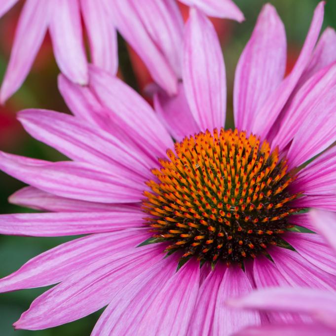 Echinacea Prairie Blaze Orange Sunset - View 17 from www redcrocus com