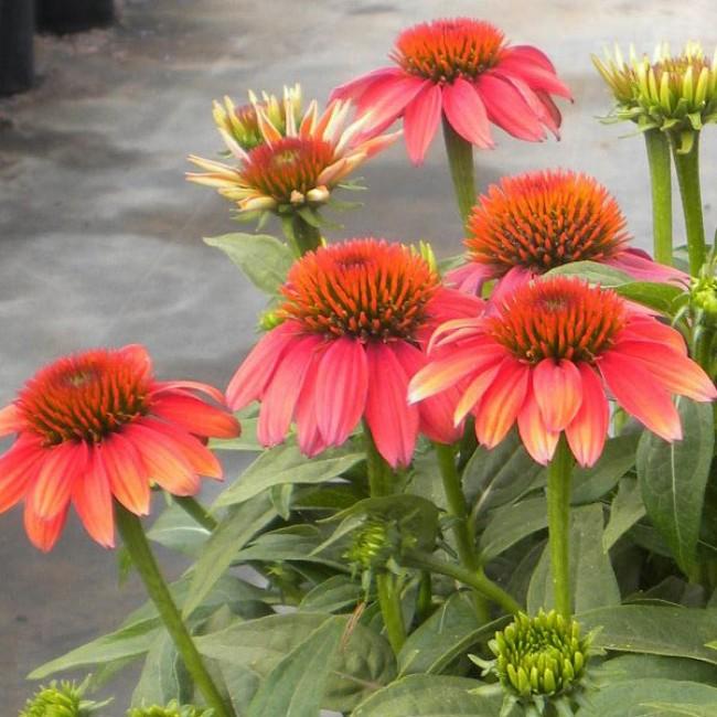 Echinacea Prairie Blaze Orange Sunset - View 19 from www redcrocus com