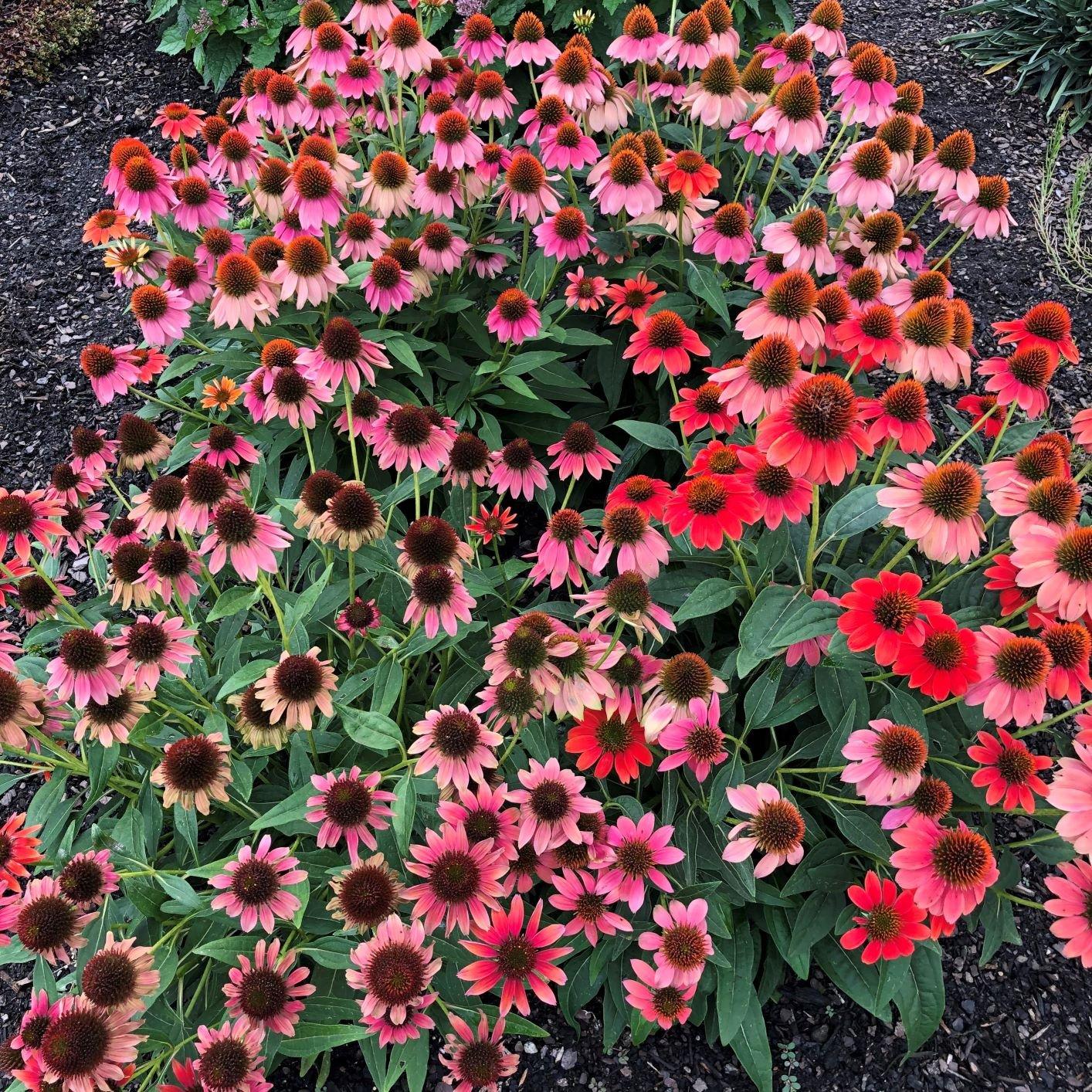 Echinacea Prairie Blaze Orange Sunset - View 1 from www redcrocus com