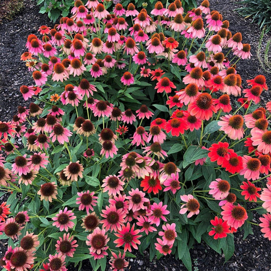Echinacea Prairie Blaze Orange Sunset - View 1 from www redcrocus com