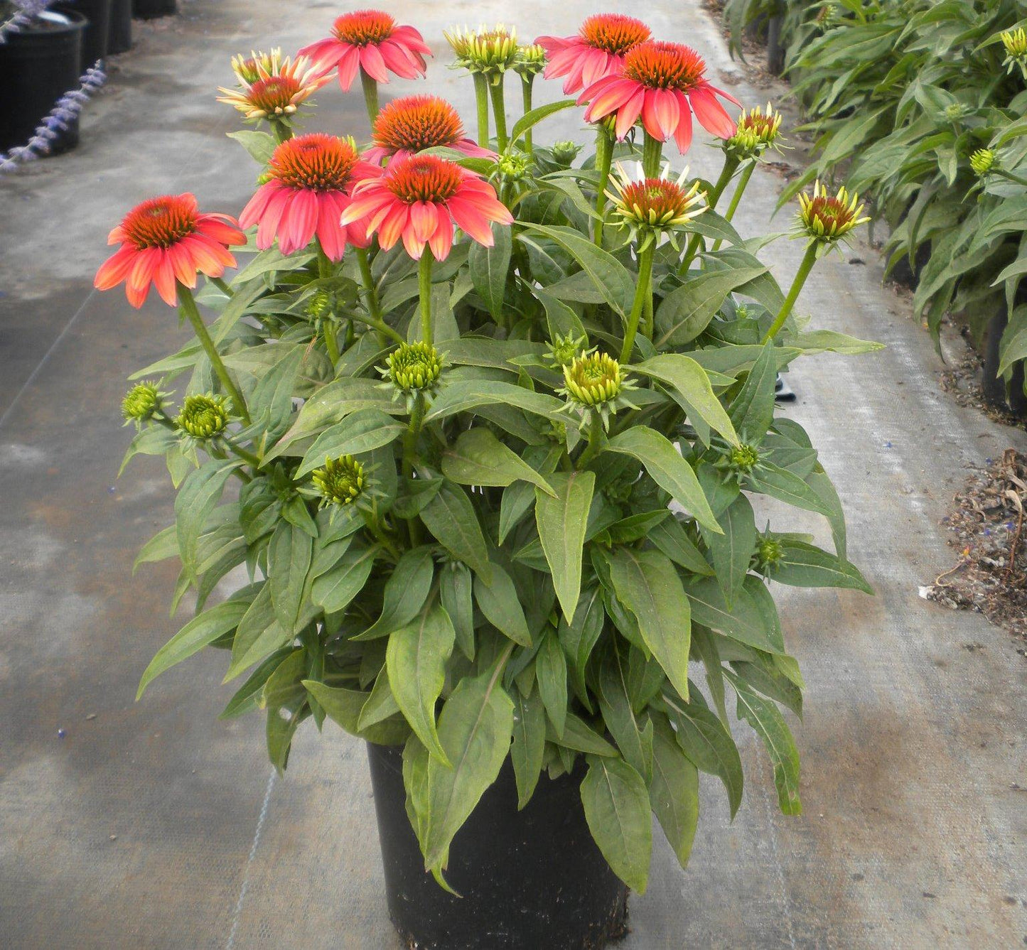 Echinacea Prairie Blaze Orange Sunset - View 2 from www redcrocus com