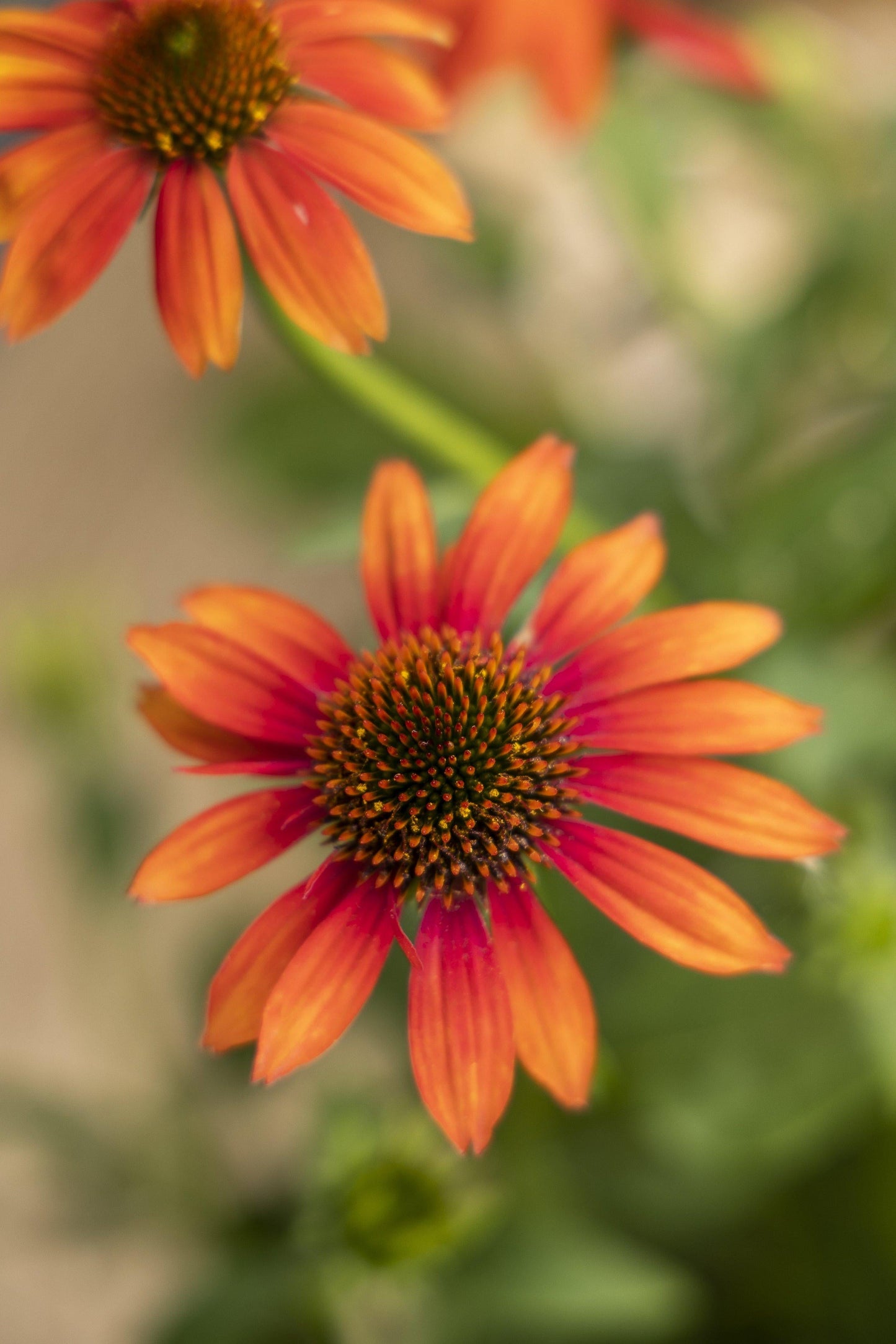 Echinacea Prairie Blaze Orange Sunset - View 3 from www redcrocus com