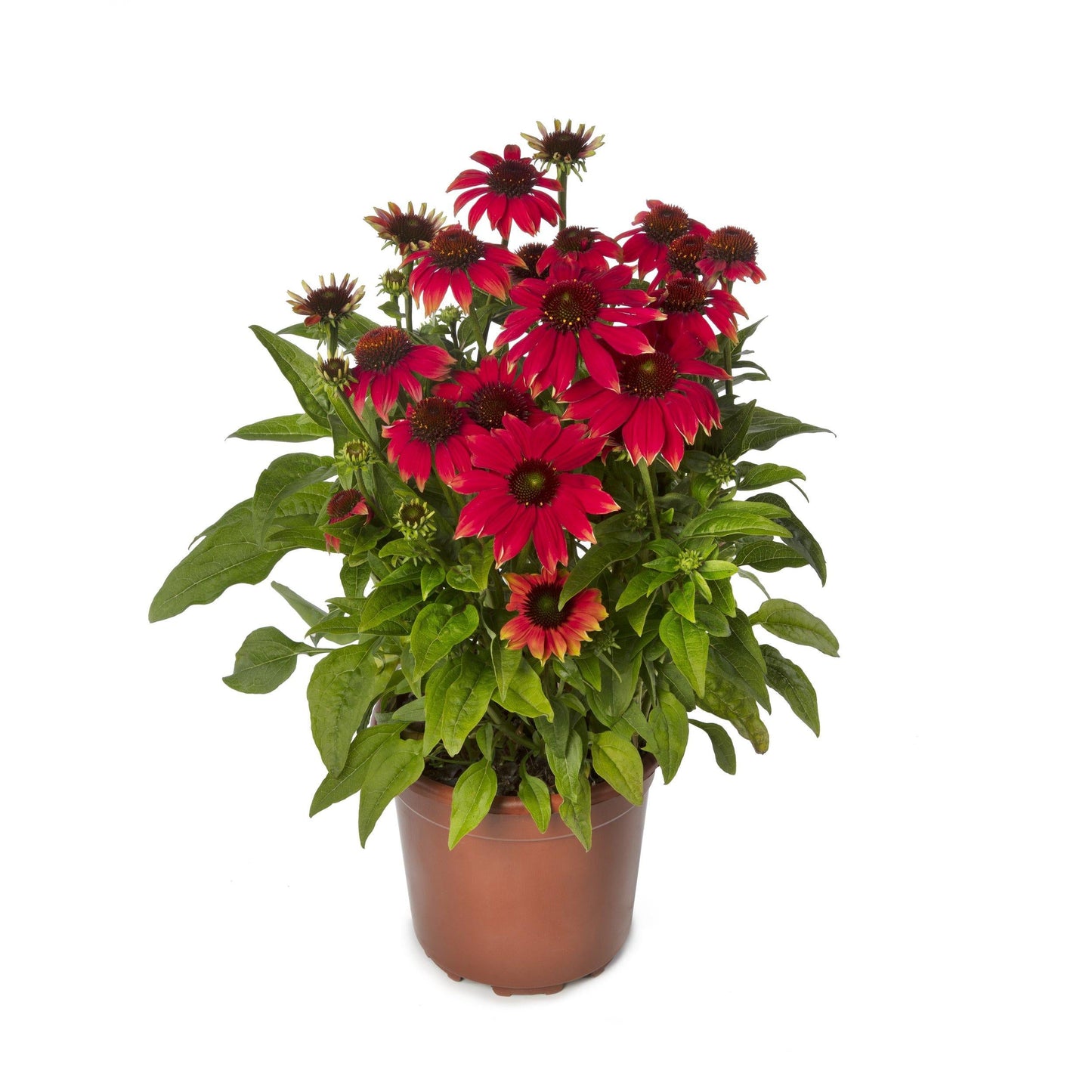 Echinacea Prairie Blaze Orange Sunset - View 4 from www redcrocus com