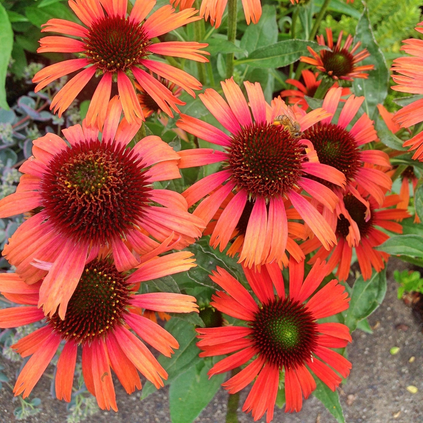 Echinacea Prairie Blaze Orange Sunset - View 6 from www redcrocus com