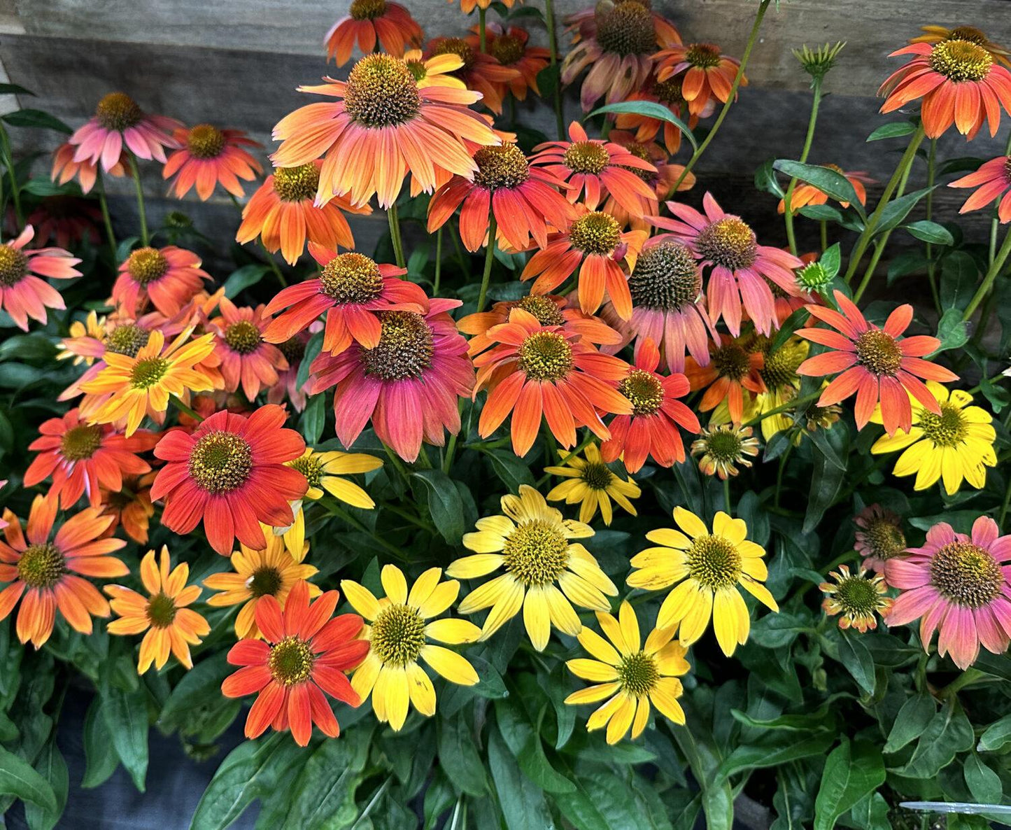 Echinacea Prairie Blaze Orange Sunset - View 7 from www redcrocus com