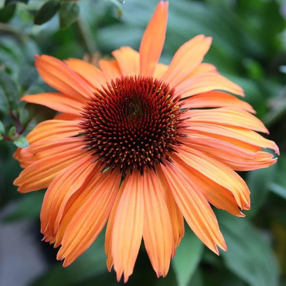 Echinacea Prairie Blaze Orange Sunset - View 8 from www redcrocus com