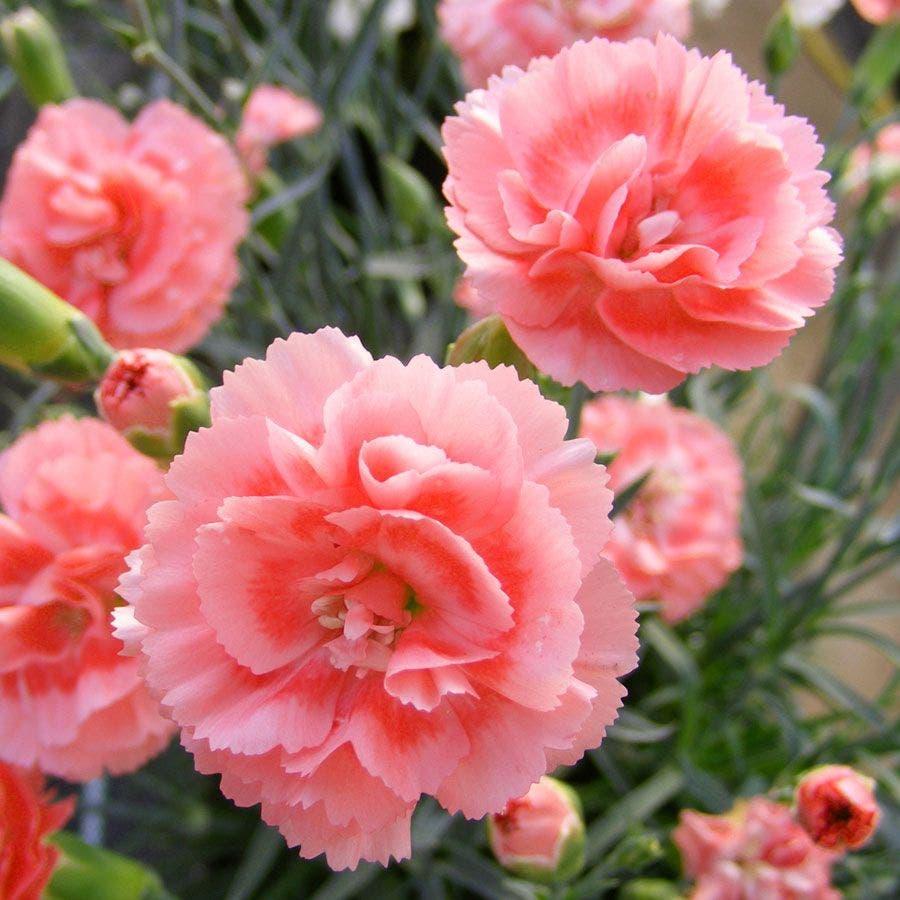 Dianthus 'scent First Romance' - View 12 from www redcrocus com