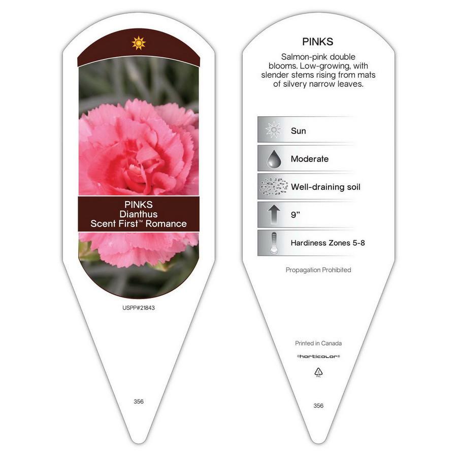 Dianthus 'scent First Romance' - View 14 from www redcrocus com