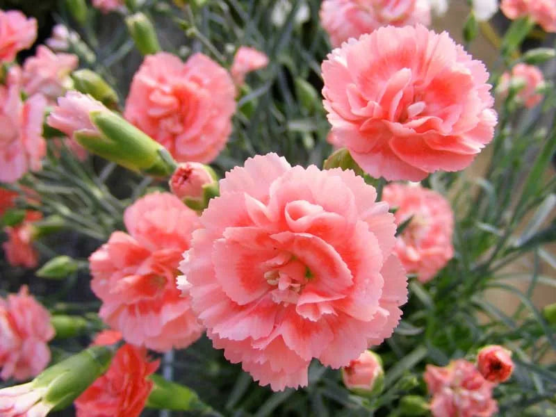 Dianthus 'scent First Romance' - View 15 from www redcrocus com
