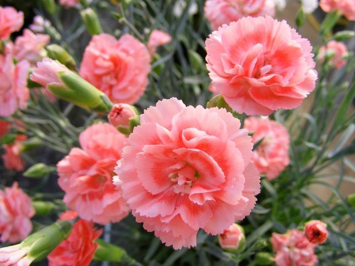 Dianthus 'scent First Romance' - View 16 from www redcrocus com