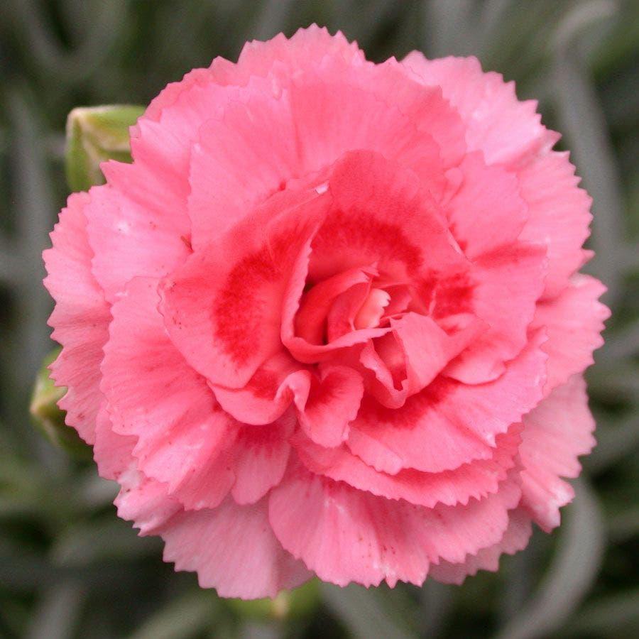 Dianthus 'scent First Romance' - View 17 from www redcrocus com