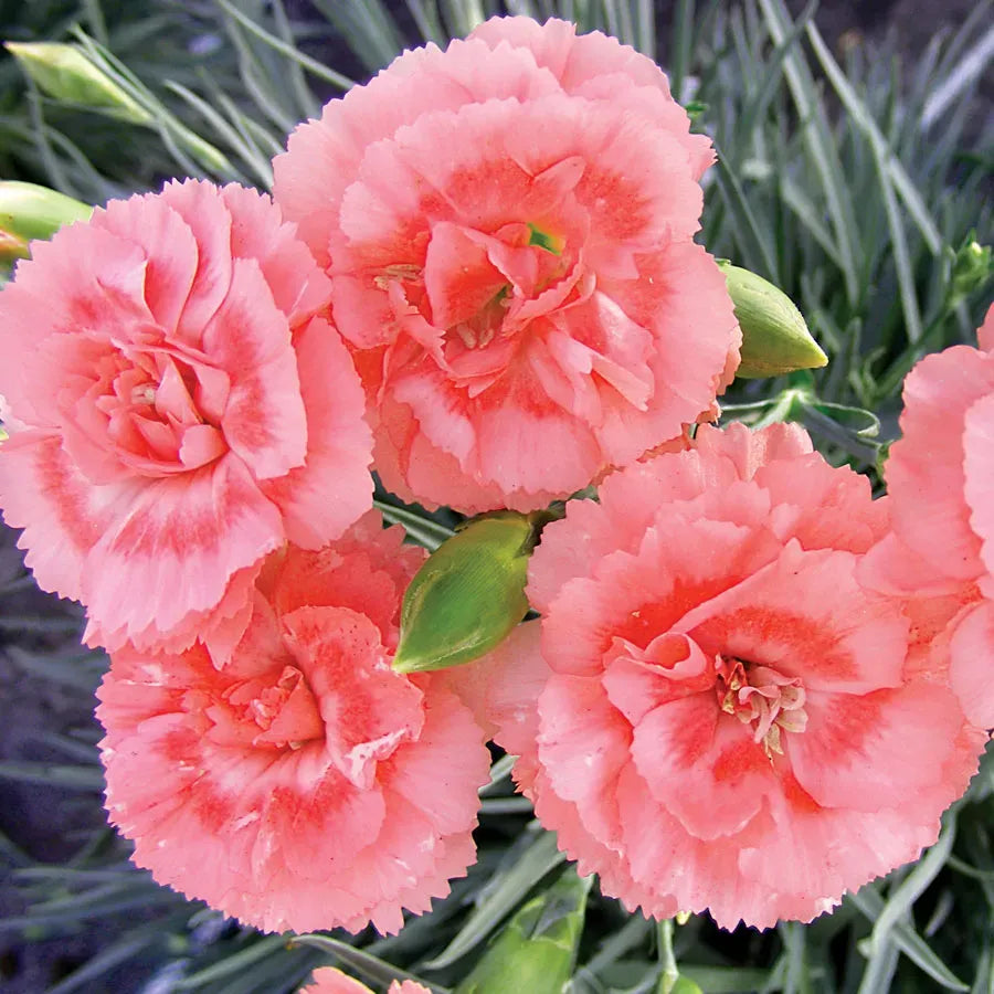 Dianthus 'scent First Romance' - View 1 from www redcrocus com