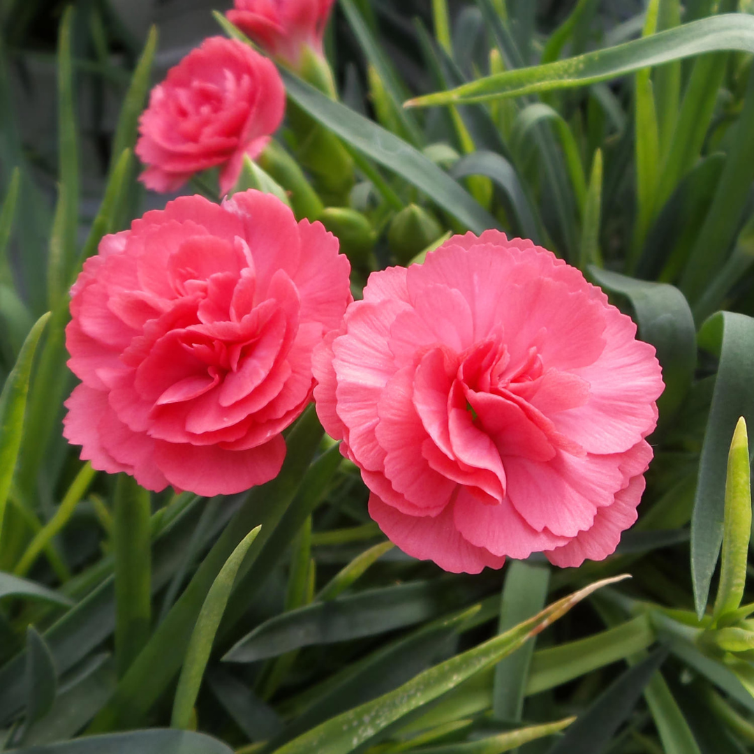 Dianthus 'scent First Romance' - View 20 from www redcrocus com