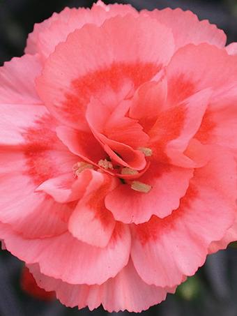 Dianthus 'scent First Romance' - View 21 from www redcrocus com