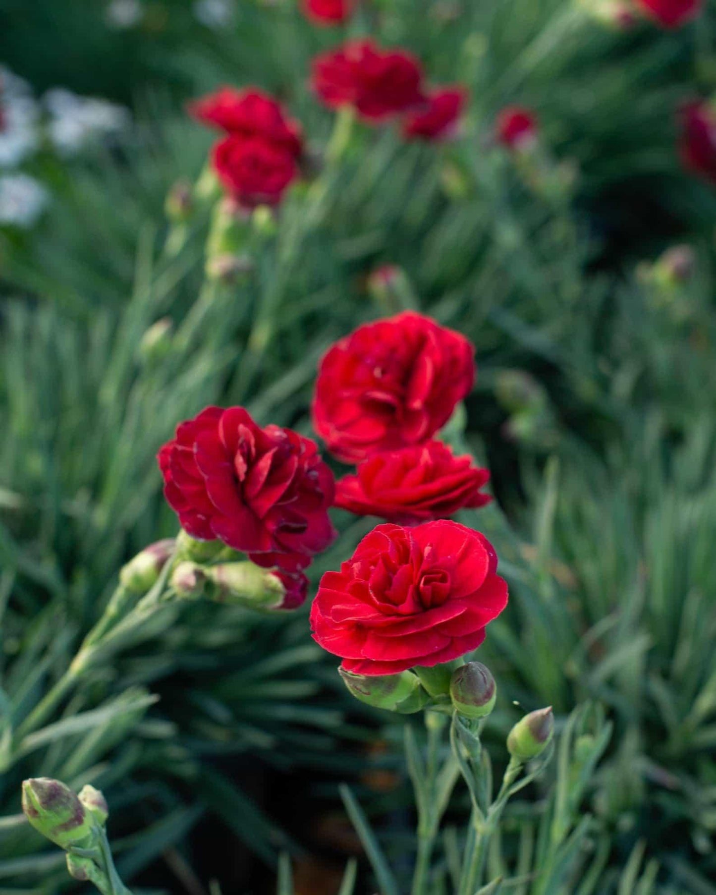 Dianthus 'scent First Romance' - View 23 from www redcrocus com