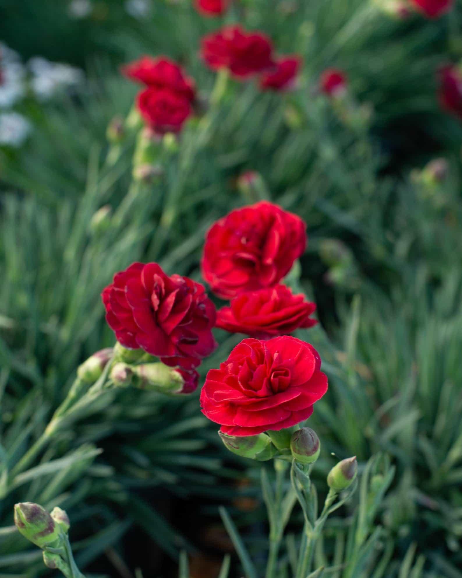 Dianthus 'scent First Romance' - View 23 from www redcrocus com