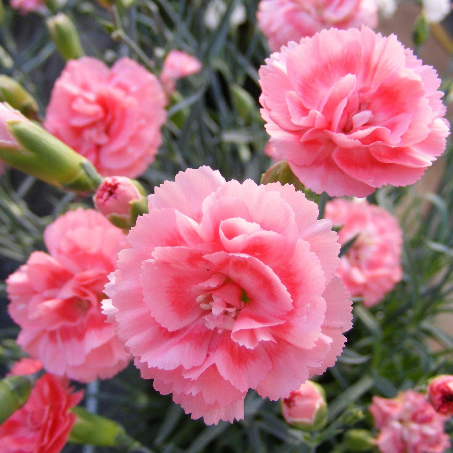 Dianthus 'scent First Romance' - View 26 from www redcrocus com