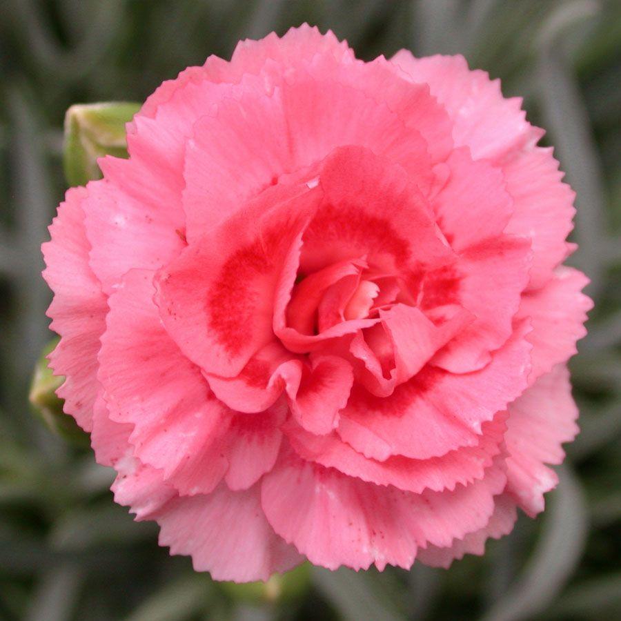 Dianthus 'scent First Romance' - View 2 from www redcrocus com