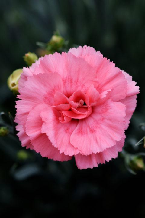 Dianthus 'scent First Romance' - View 4 from www redcrocus com