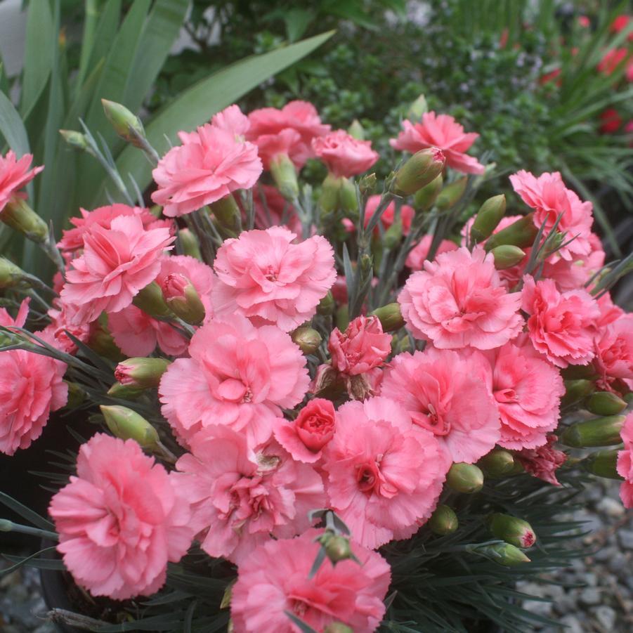 Dianthus 'scent First Romance' - View 5 from www redcrocus com
