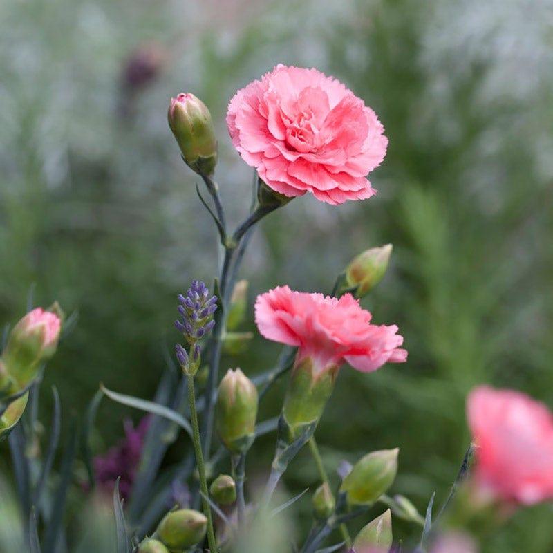 Dianthus 'scent First Romance' - View 6 from www redcrocus com