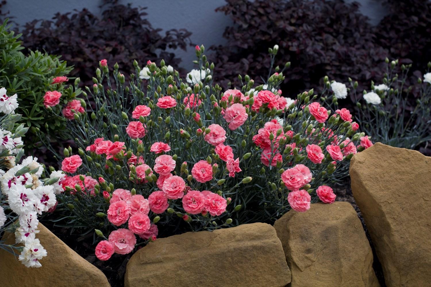 Dianthus 'scent First Romance' - View 7 from www redcrocus com
