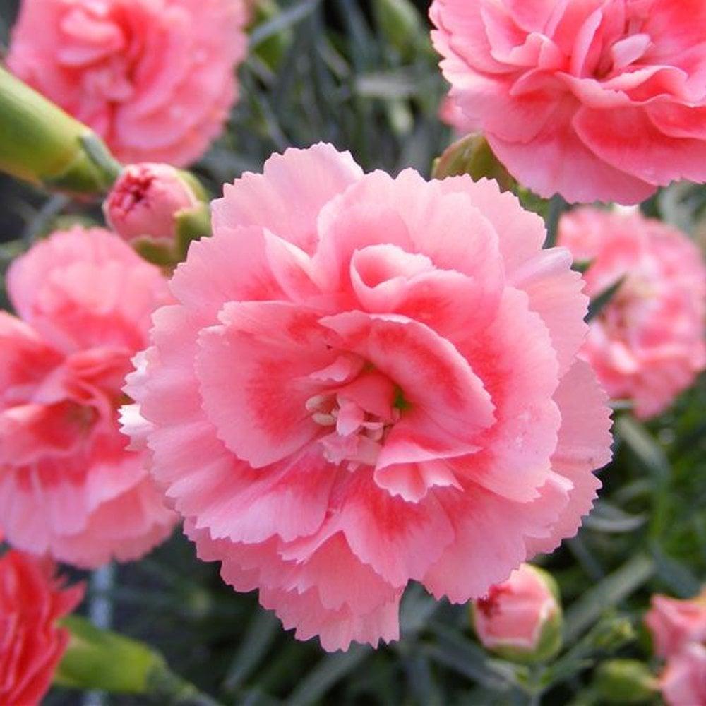 Dianthus 'scent First Romance' - View 8 from www redcrocus com