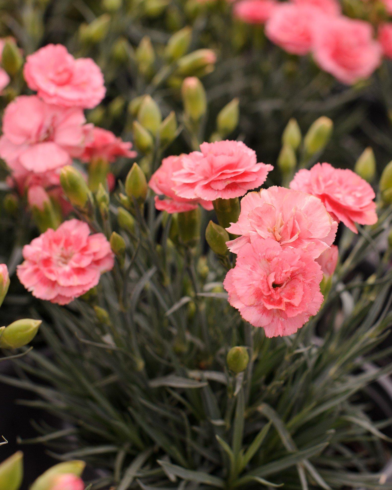 Dianthus 'scent First Romance' - View 9 from www redcrocus com
