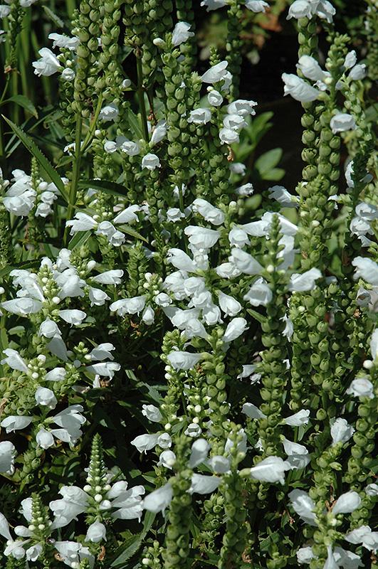 Physostegia Virginiana Crystal Peak White - View 10 from www redcrocus com