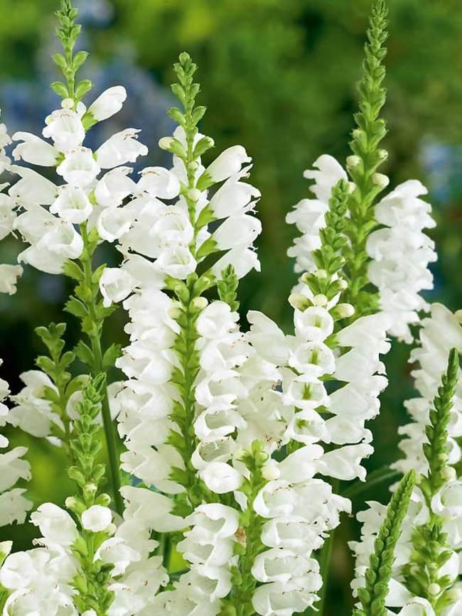 Physostegia Virginiana Crystal Peak White - View 13 from www redcrocus com
