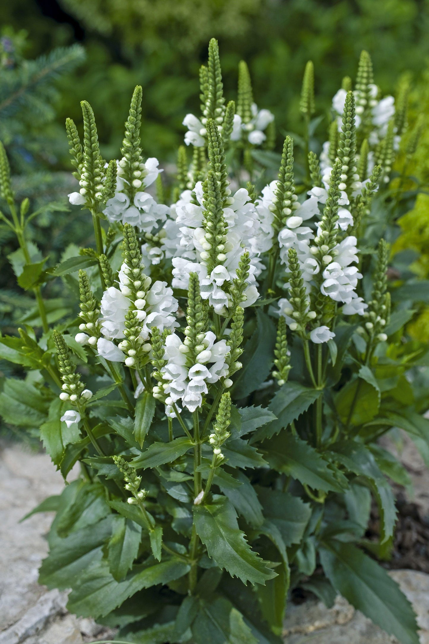 Physostegia Virginiana Crystal Peak White - View 14 from www redcrocus com
