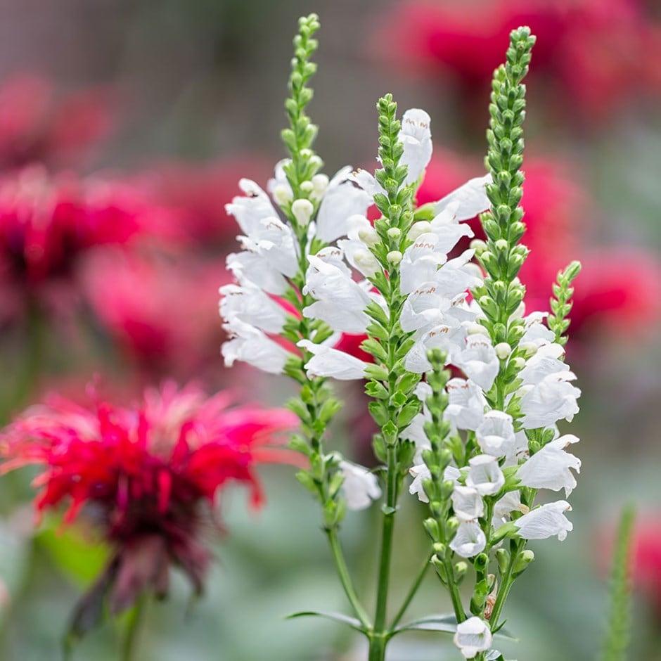 Physostegia Virginiana Crystal Peak White - View 16 from www redcrocus com