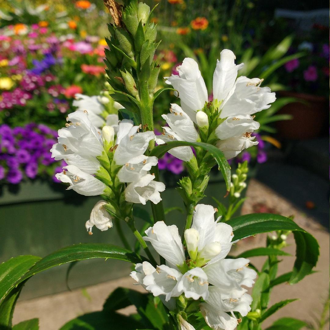 Physostegia Virginiana Crystal Peak White - View 1 from www redcrocus com
